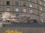 ホテルのテラスで咲くかわいそうな桜