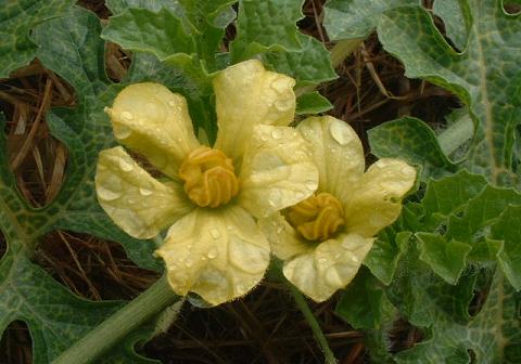 西瓜の花
