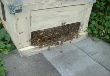 巣門、蜜蜂