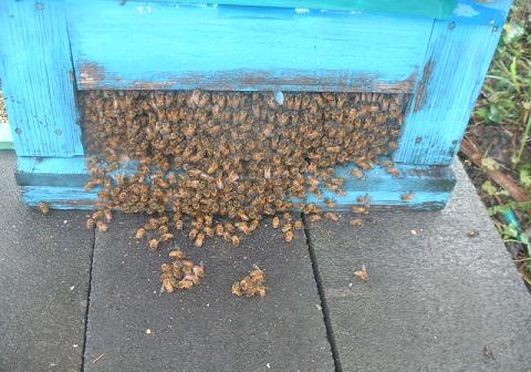 巣門、蜜蜂