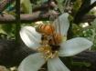 ミカン花と蜜蜂
