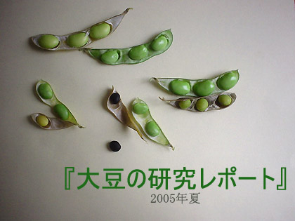 soybeansreport082905