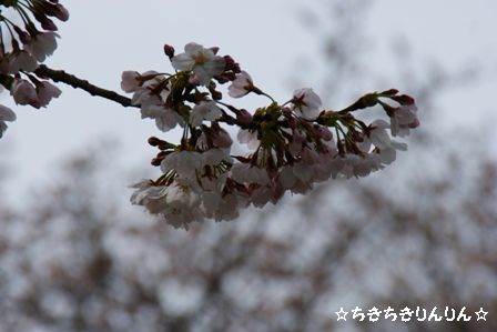 桜ＵＰ