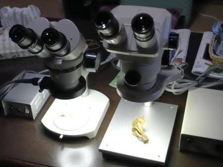 実体顕微鏡
