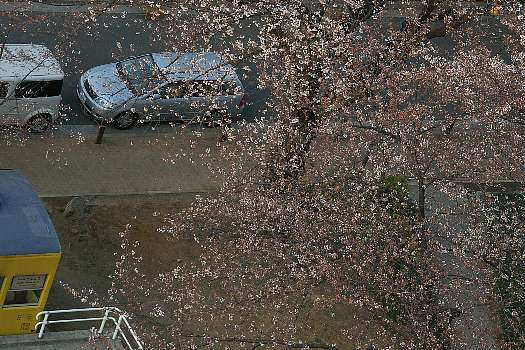 桜八分咲き２
