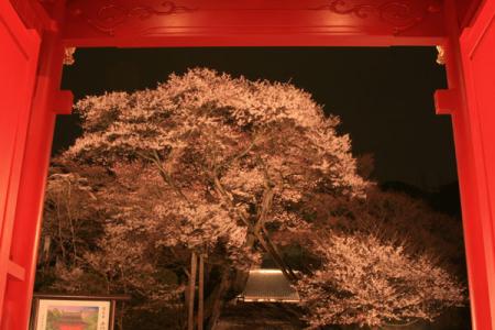 慈光寺の夜桜