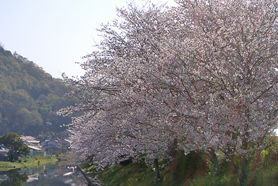 千年橋の桜