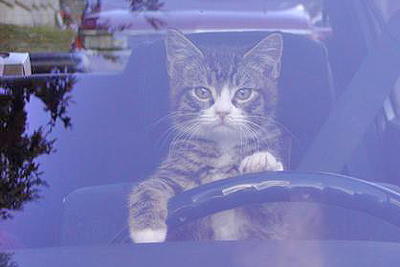猫がドライバー？