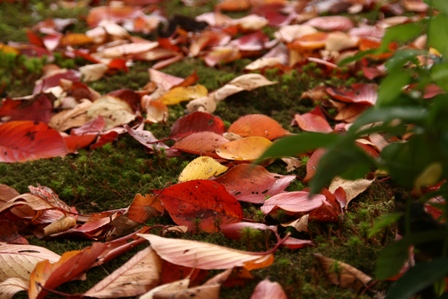 落ち葉の秋を、見つけました。