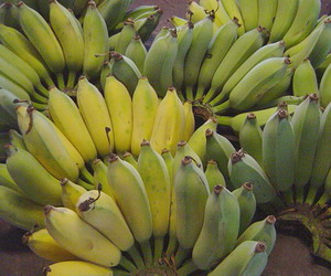 バナナ1