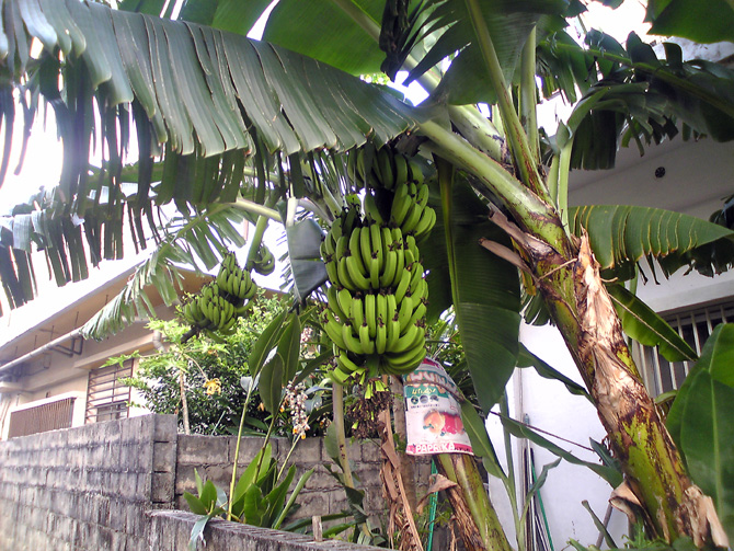 庭先の島バナナ