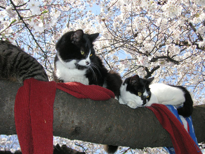 ３匹の猫とサクラの木