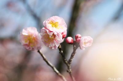 八重咲きの梅の花