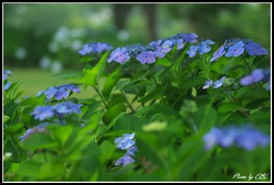 吉野公園の紫陽花