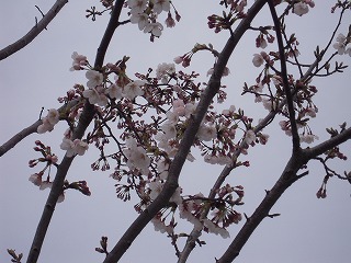 豊洲の桜