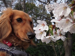 桜とさくら