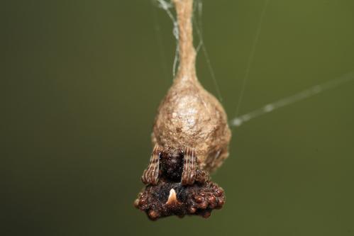 マメイタイセキグモ