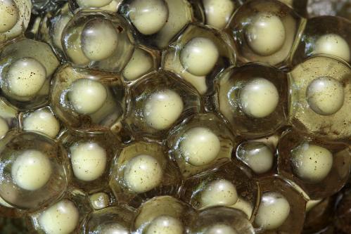タゴガエルの卵塊