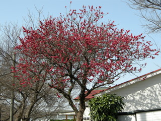 赤い花木