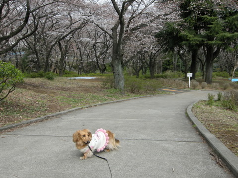 ココアと散歩　2009/3/28