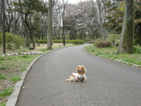 ココアと散歩５　2009/2/27