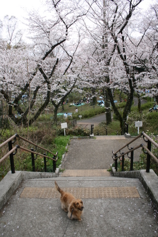 公園の桜２