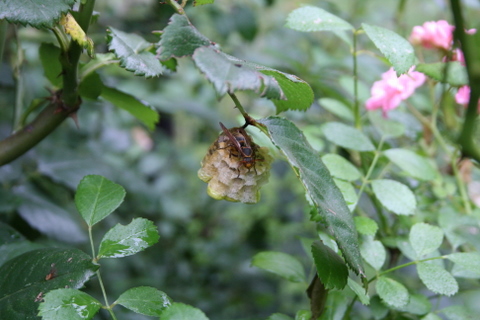 アシナガバチの巣発見