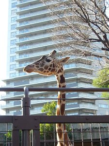 上野動物園３