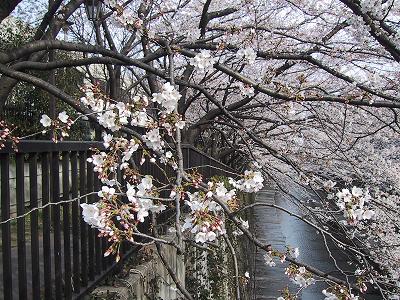石神川の桜