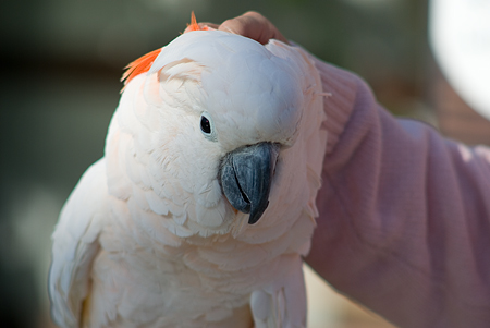 パラパラ的花鳥園-9