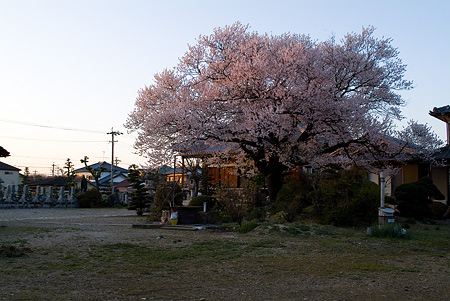 覚成寺の桜-2