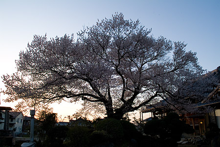 覚成寺の桜-6