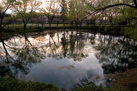 平和公園桜-13