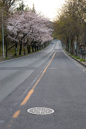 平和公園桜-4