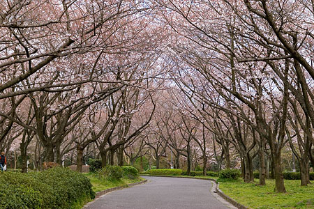 平和公園桜-5