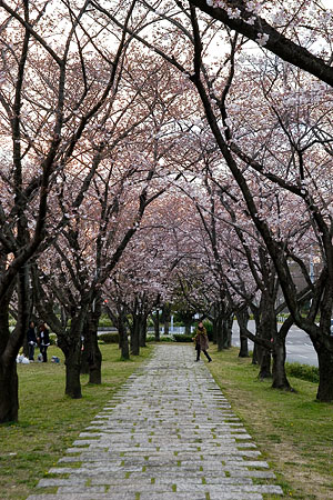 平和公園桜-6