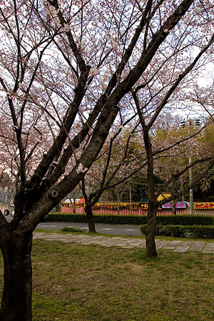 平和公園桜-8