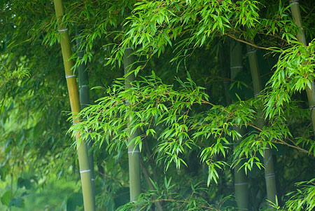 竹の若葉