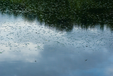 池を撮るコシアキトンボ