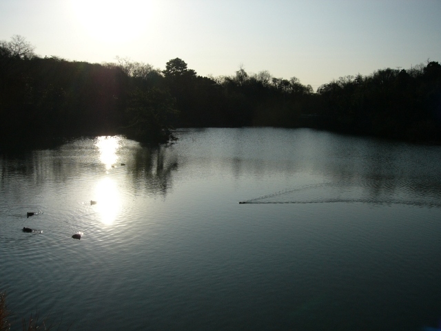 池全景