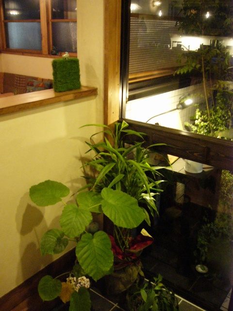 遊眠堂入口入ったところにある植物